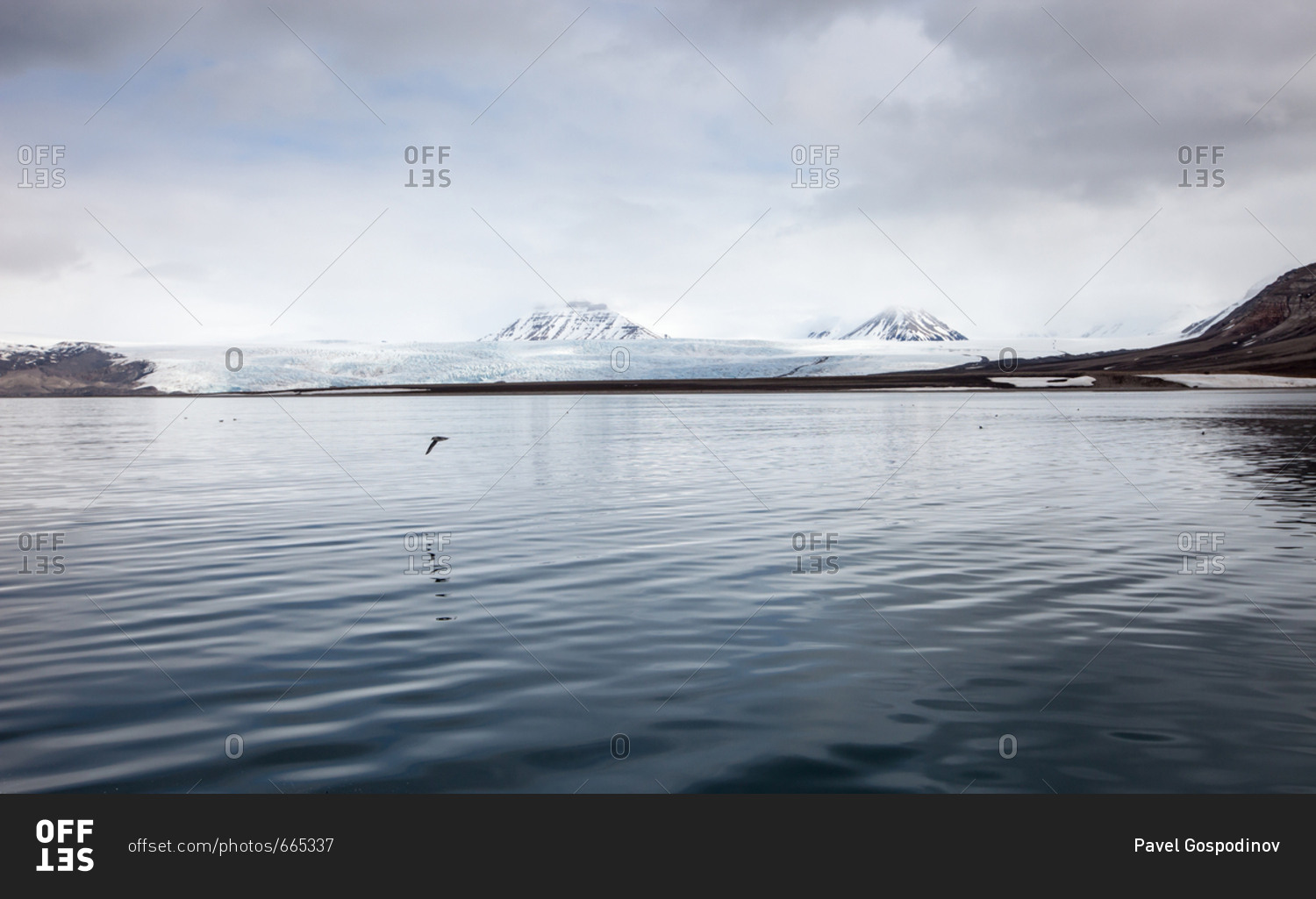 Solitary bird flying over calm sea in the Svalbard Archipelago