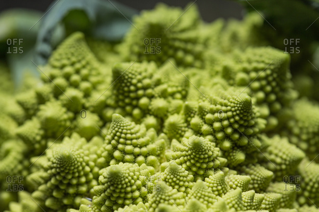 Romanesco Cauliflower from the Offset Collection