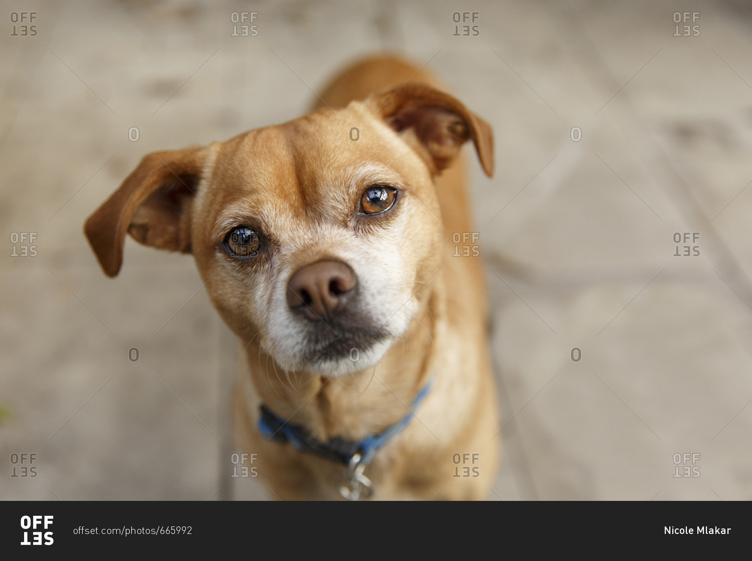 Mixed breed dog looking up with head cocked