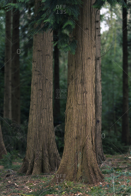 Huge tree trunks of pine trees in a forest
