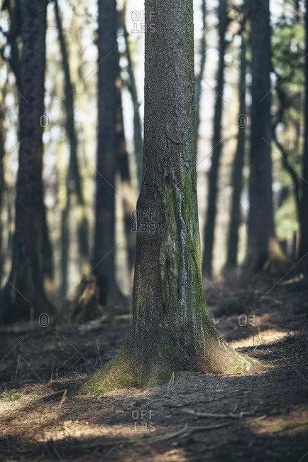 Tree trunk with moss in scattered sunlight in forest