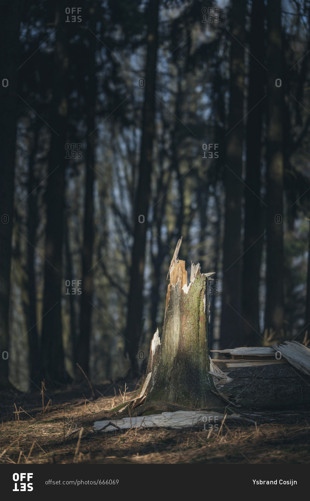 Broken tree trunk in pine forest lit by sunlight