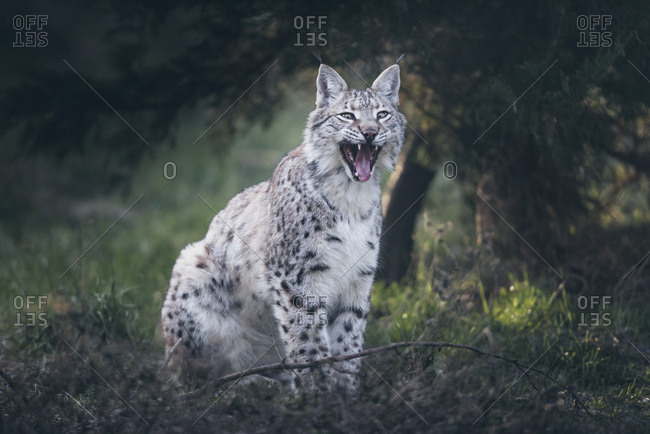 Yawning eurasian lynx (lynx lynx) sitting and in grass near bushes