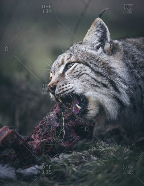 Headshot of eurasian lynx (lynx lynx) eating its fresh prey
