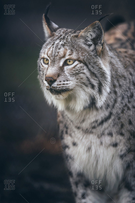 Headshot of eurasian lynx (lynx lynx) in dark forest in Germany