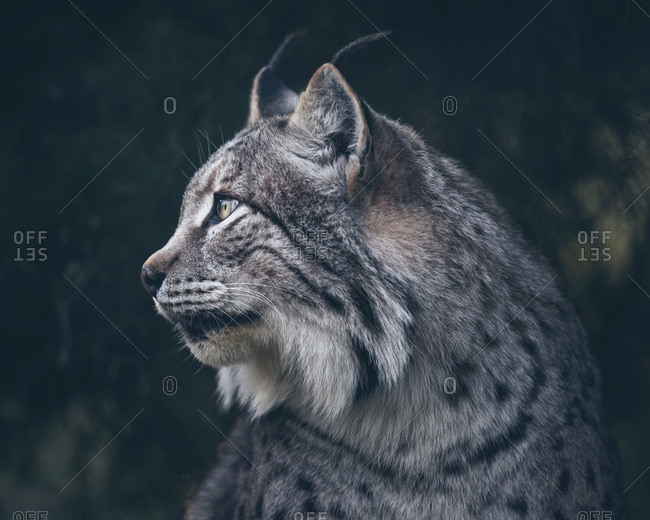 Profile headshot of eurasian lynx (lynx lynx) in dark forest