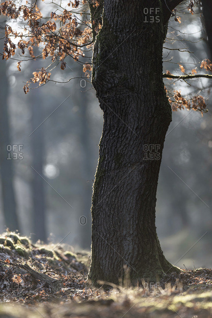 Big tree trunk with brown colored autumn leaves in park, backlit by low  sunlight stock photo - OFFSET