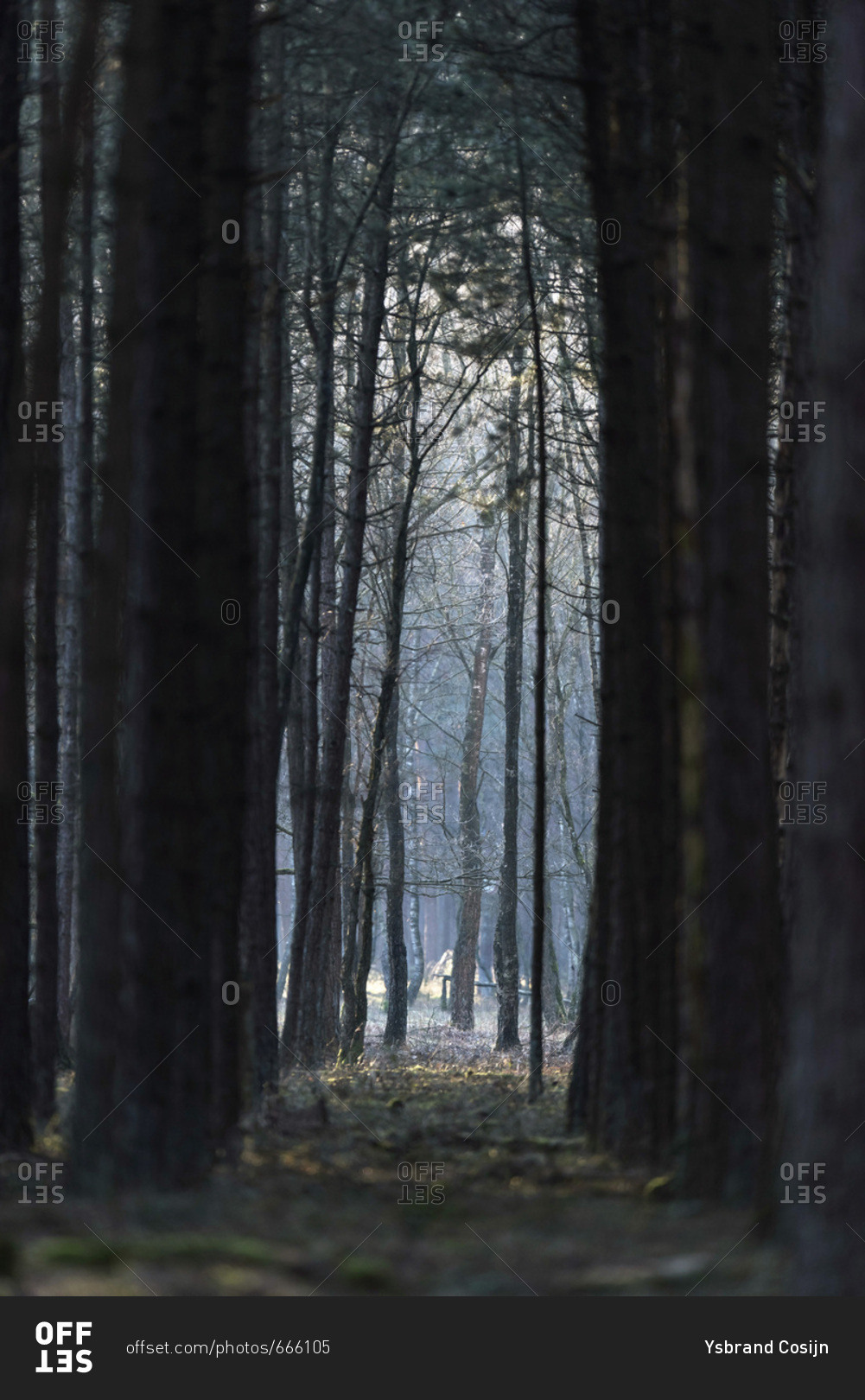 Dark hazy winter forest path with tall tree trunks on each side