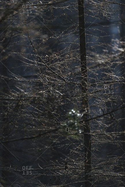 Branches and twigs in dark forest backlit by sunlight