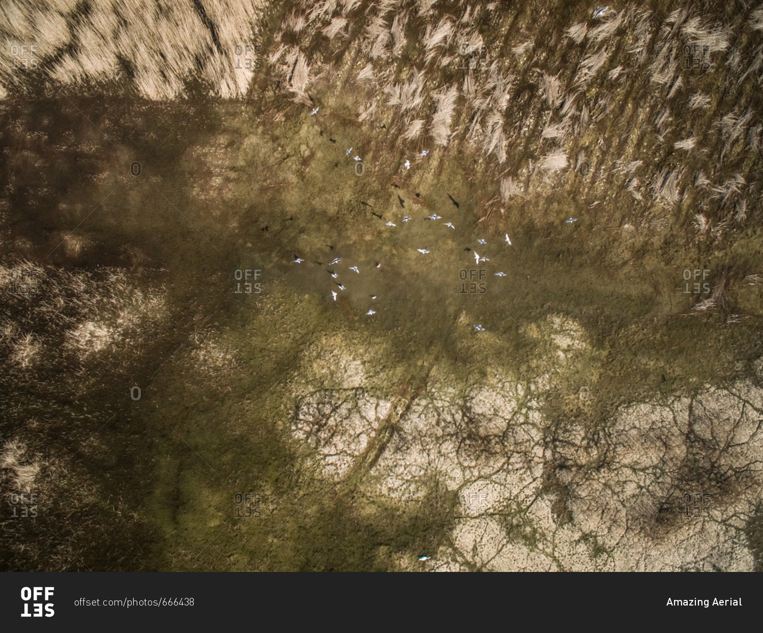 Abstract aerial view of  birds flying over wetland in Island Vormsi in Estonia