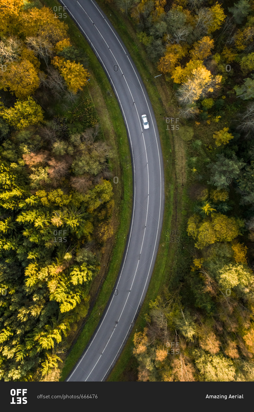 Aerial view of a car driving across the colorful nordic forest at fall in Estonia