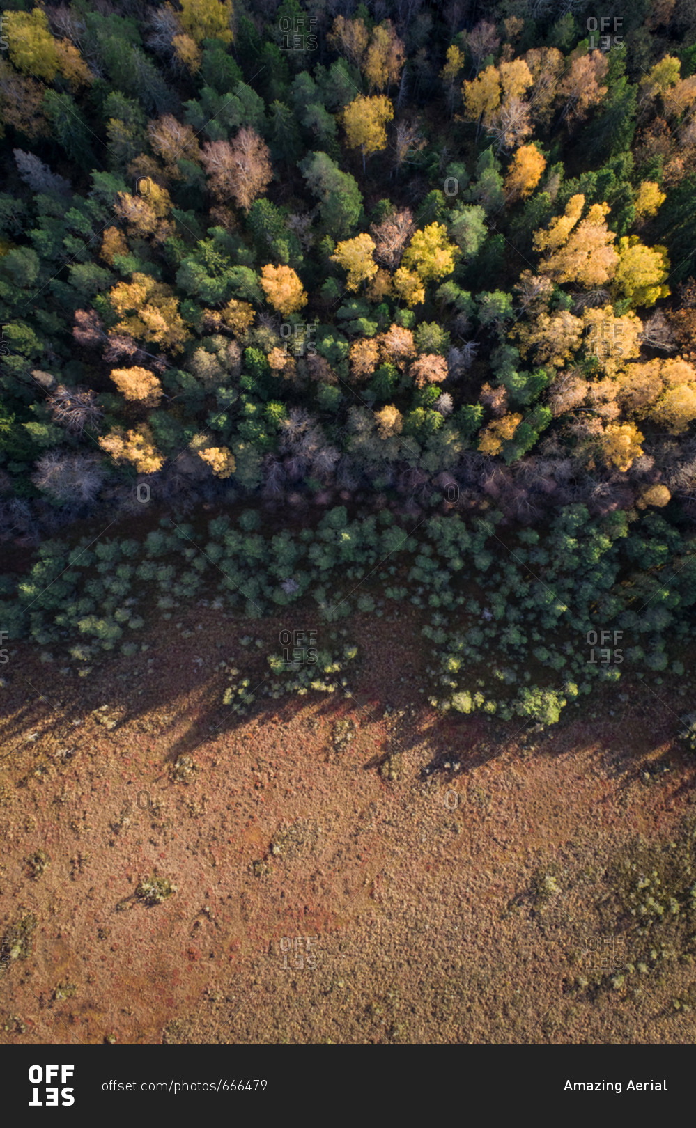 Aerial view of colorful forest in Marimetsa natural reserve in Estonia