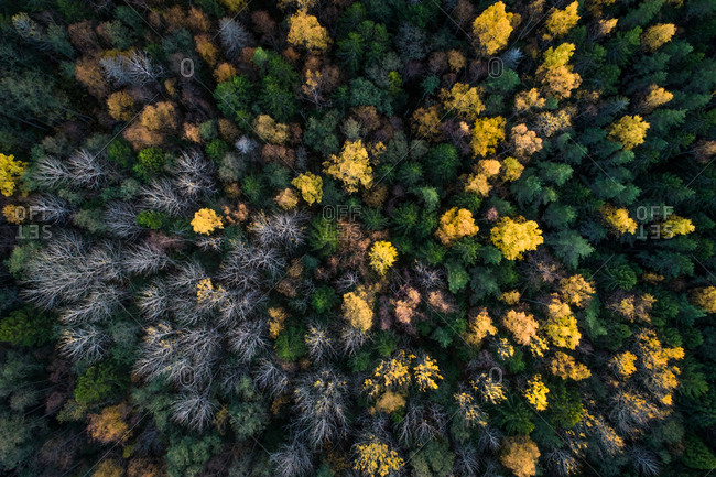 Aerial view of a colorful nordic pines forest at fall in Estonia