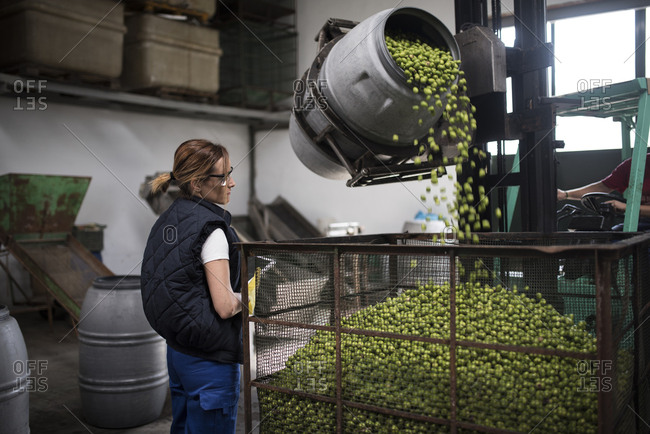 Woman revise olives falling into a cage in food processing and storage company