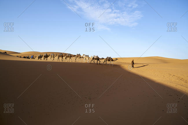 Erg Chebbi  Dunes, Merzouga, Saharan Morocco -  06 November 2017: Berber nomad leading camels across the dunes