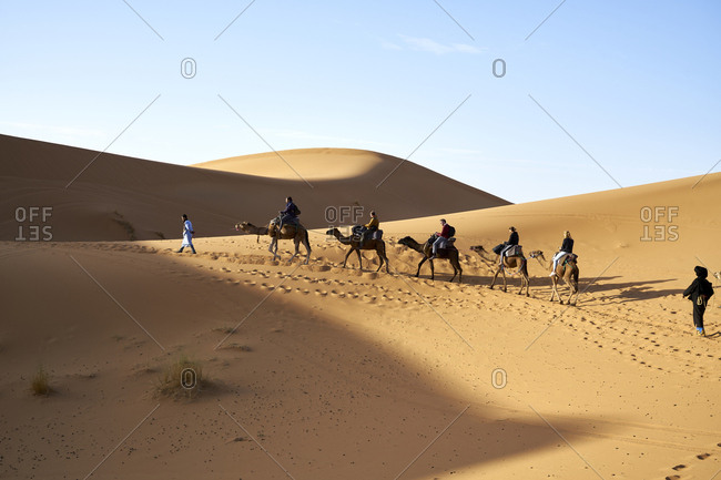 Erg Chebbi  Dunes, Merzouga, Saharan Morocco -  06 November 2017: Berber nomad leading tourists on camels across the dunes