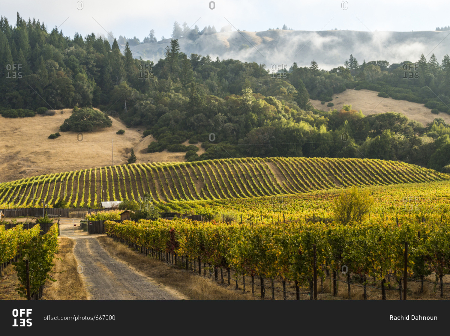 Vineyards with fog rolling through the hills in Anderson Valley Wine Country in Mendocino County, California