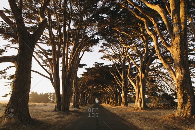 View along a tunnel of cypress trees which have grown together over the road, to create the cypress tree tunnel  Dusk, sunset