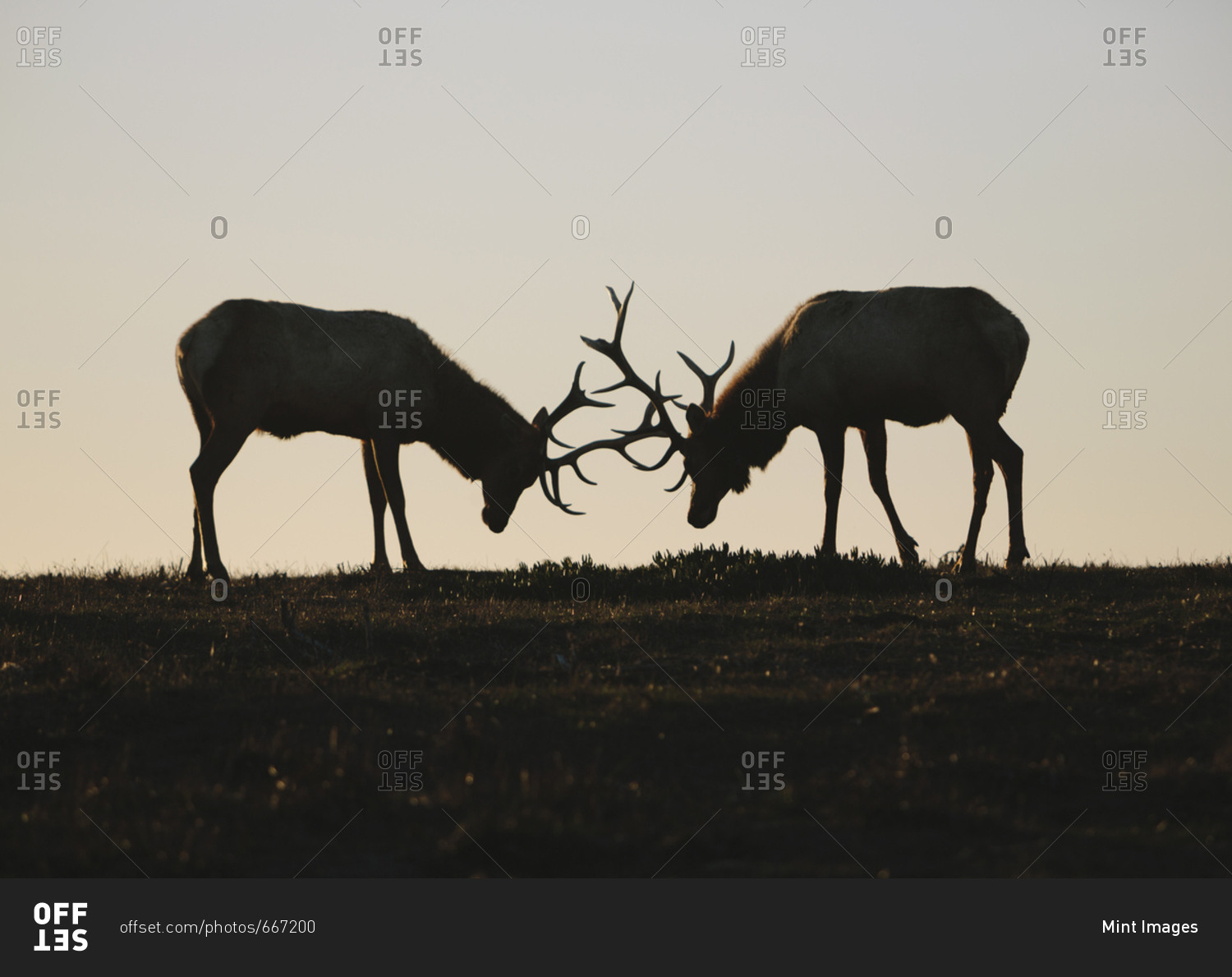 Silhouette of two Tule elk with locked antlers at dusk