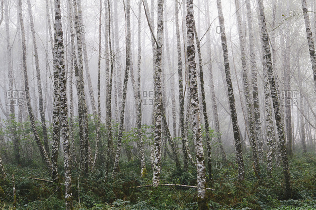 Dense woodland, alder trees with slim straight tree trunks in the mist