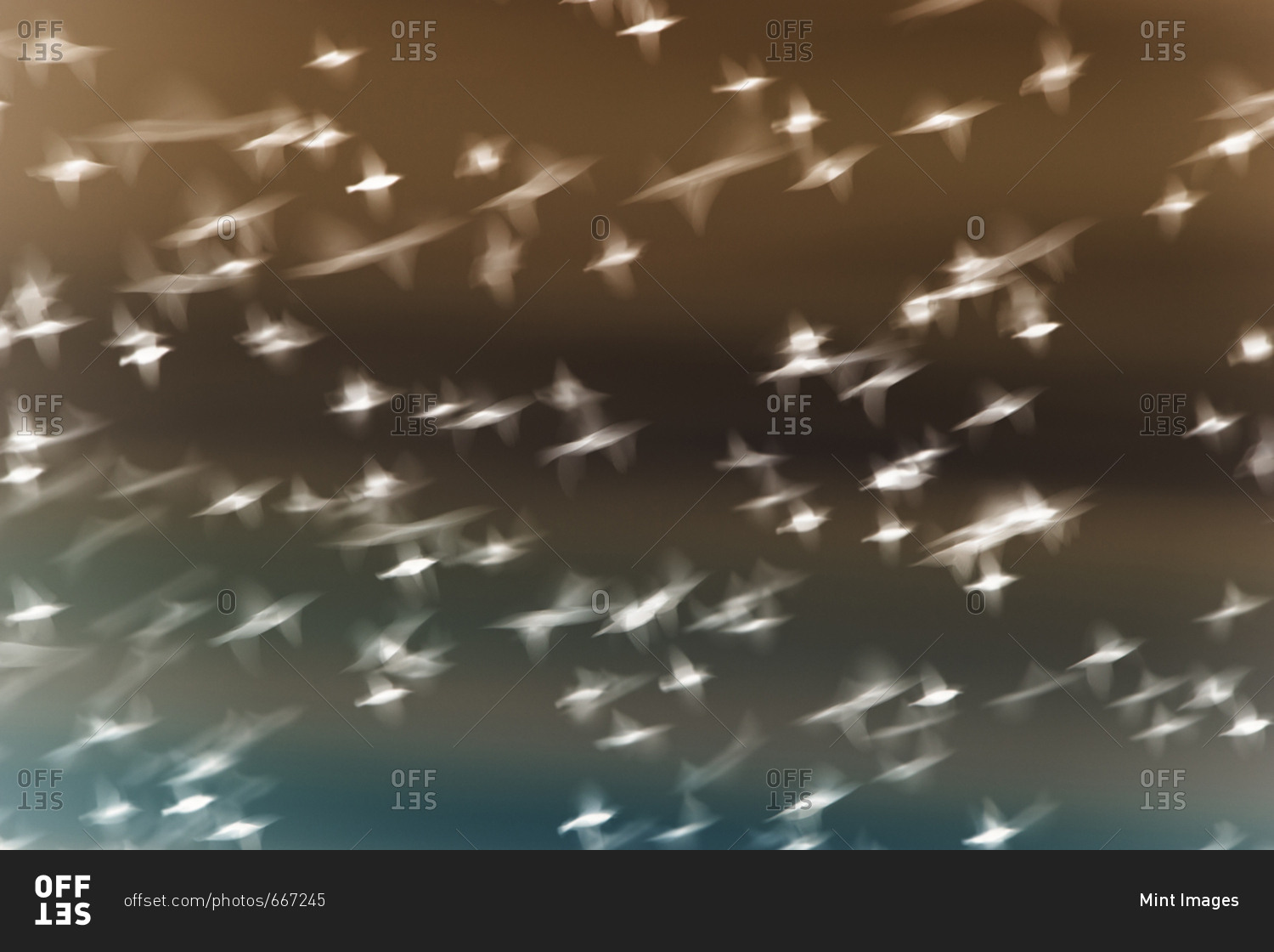 Abstract of starlings flying across overcast sky