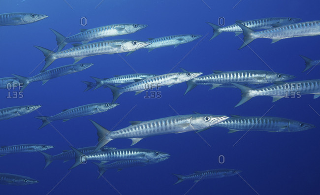 School of Blackfin barracuda in the water near the Rangiroa atoll, French Polynesia