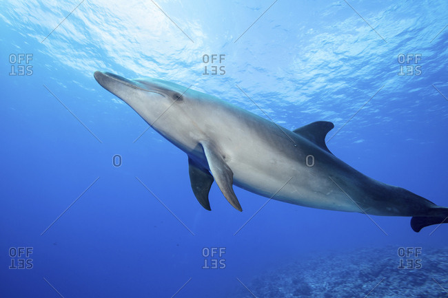 A lone Bottlenose dolphin in the water, French Polynesia