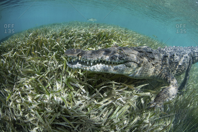 Nino, a socially interactive crocodile at the Garden of the Queens, Cuba