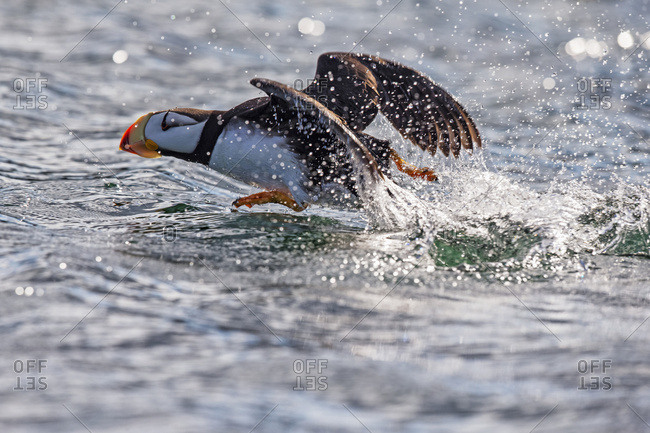 August 18, 2014: Horned Puffin (Fratercula Corniculata) Taking Off, Kodiak Island, Southwest Alaska