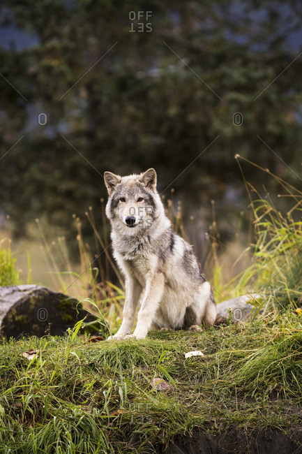 September 12, 2015: Grey Wolf (Canis Lupus) Pup Roams It's Enclosure, Captive At The Alaska Wildlife Conservation Center; Portage, Alaska, United States Of America
