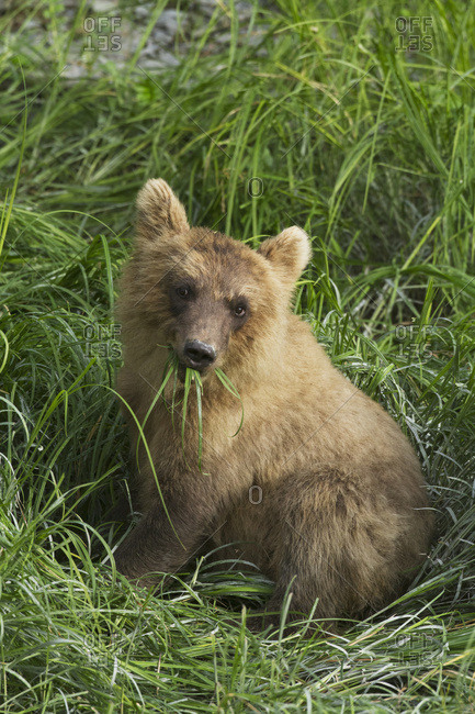 July 19, 2013: Brown Bear Cub Eating Grass Near The Fish Hatchery At Allison Point, Valdez, South-central Alaska, USA