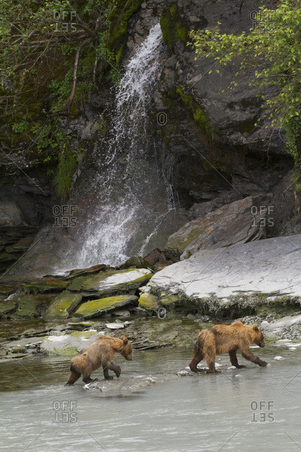 July 19, 2013: Older Brown Bear Cubs Walk By A Waterfall Near Allison Point, Valdez, South-central Alaska, USA