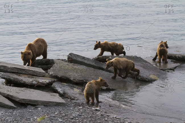 July 19, 2013: Brown Bear Sow With Four 1.5 Year Old Cubs Near The Fish Hatchery, Allison Point, Valdez, South-central Alaska, USA