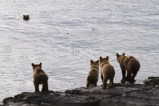 July 19, 2013: Brown Bear Sow With Four 1.5 Year Old Cubs Near The Fish Hatchery, Allison Point, Valdez, South-central Alaska, USA