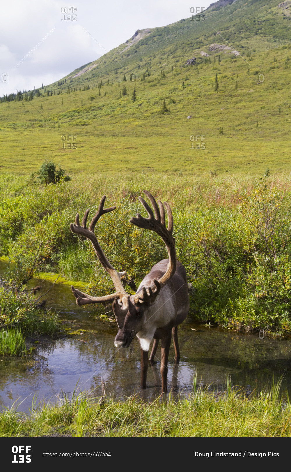 August 16, 2013: Bull Caribou Stands In A Pond Near The Savage River To Escape Insects, Denali National Park, Interior Alaska, USA