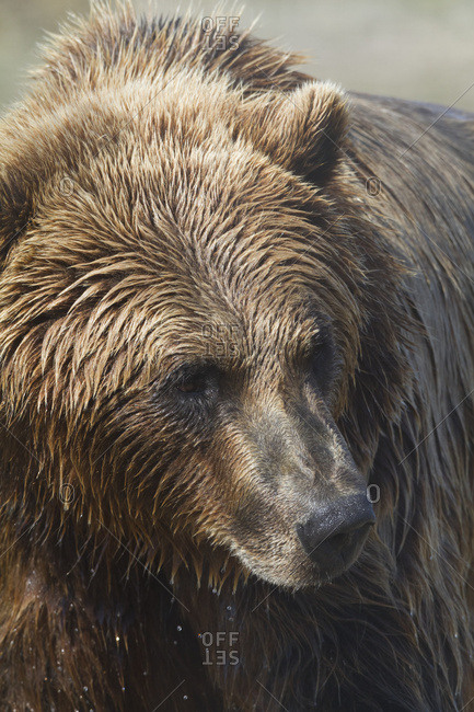 May 27, 2013: Captive Brown Bear At The Alaska Wildlife Conservation Center In Portage, Alaska. South-central Alaska.