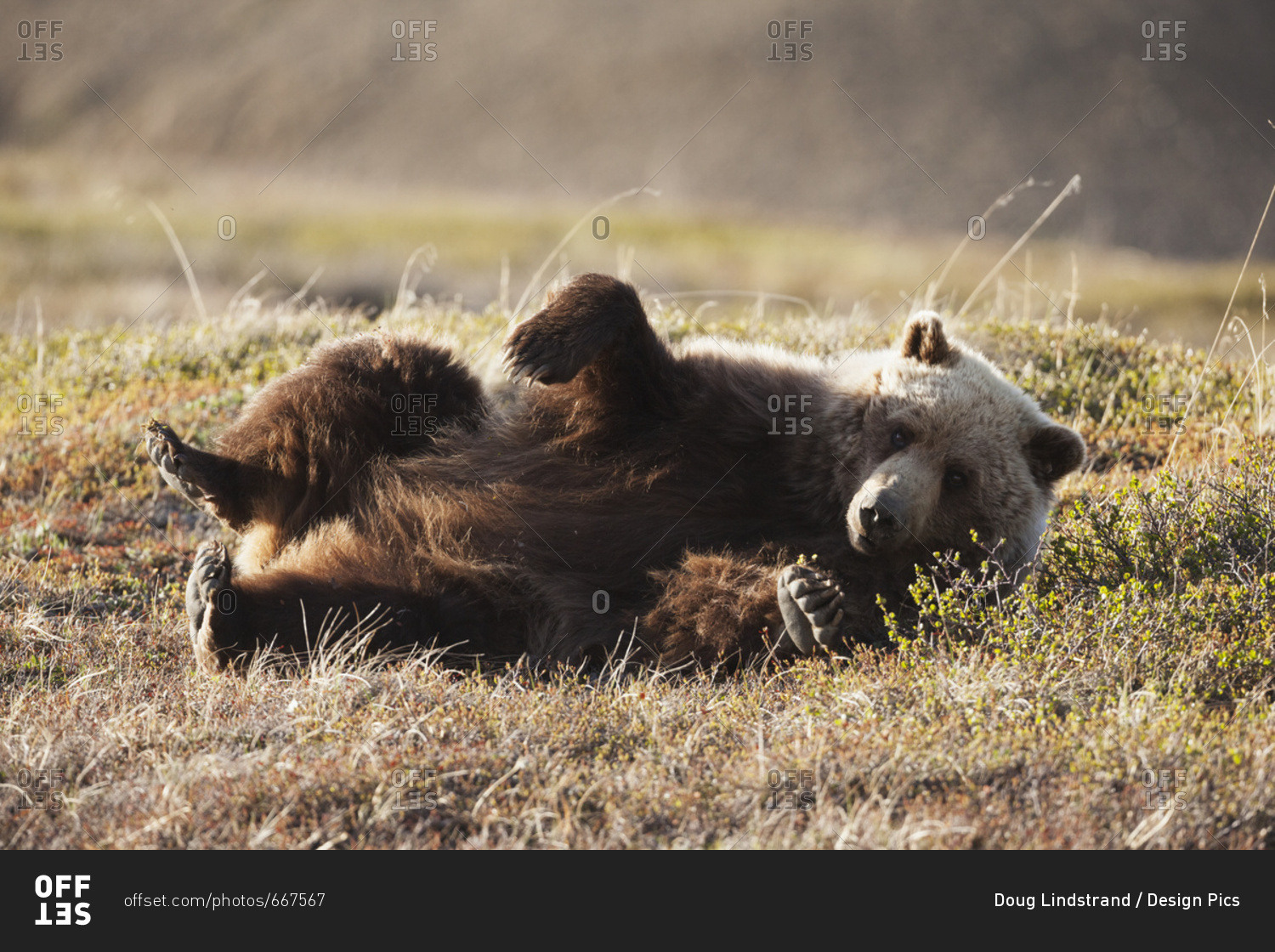 June 11, 2013: Grizzly Bear Rolling On Ground In Denali National Park & Preserve In Interior Alaska.