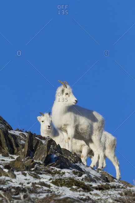 December 26, 2013: Group Of Dall Sheep Ewes Stand Together And Look At Other Sheep Behind Them. Windy Point Area Of The Chugach Mountains. South-central Alaska.