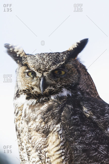 March 1, 2014: Great Horned Owl At The Alaska Wildlife Conservation Center In Portage In South-central Alaska. Winter.