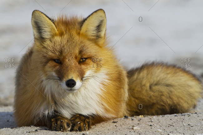 May 16, 2016: Red Fox (Vulpes Vulpes) Resting On Melting Snow On Arctic Tundra, Early Spring, Arctic Coastal Plain, North Slope, Northern Alaska; Alaska, United States Of America