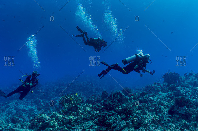 March 20, 2016: Scuba Divers From Big Island Divers Swimming Along The Edge Of A Coral Reef Off The Kona Coast; Island Of Hawaii, Hawaii, United States Of America