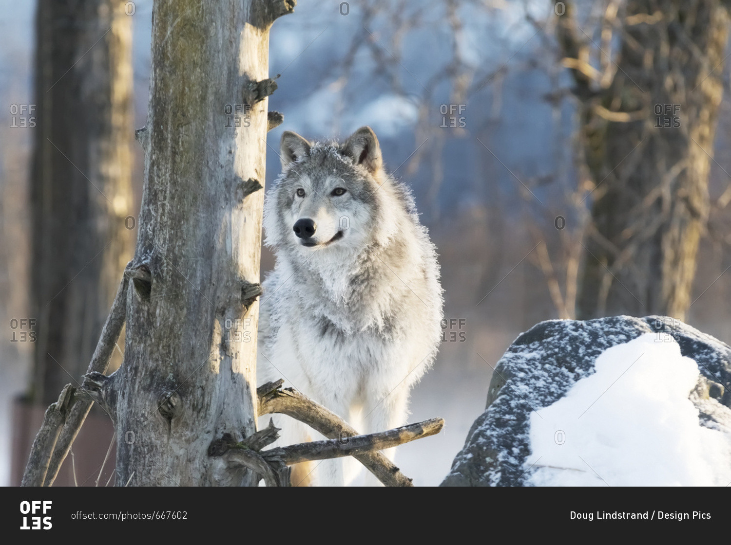 Волк точка ру. Волк серый. Домашний волк. Норвежский волк. Волки в Мурманской области.
