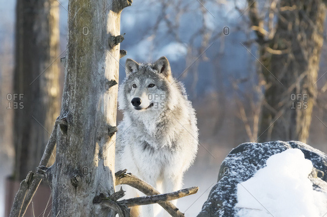 December 20, 2015: Female Gray Wolf (Canis Lupus), Captive, Alaska Wildlife Conservation Center; Portage, Alaska, United States Of America