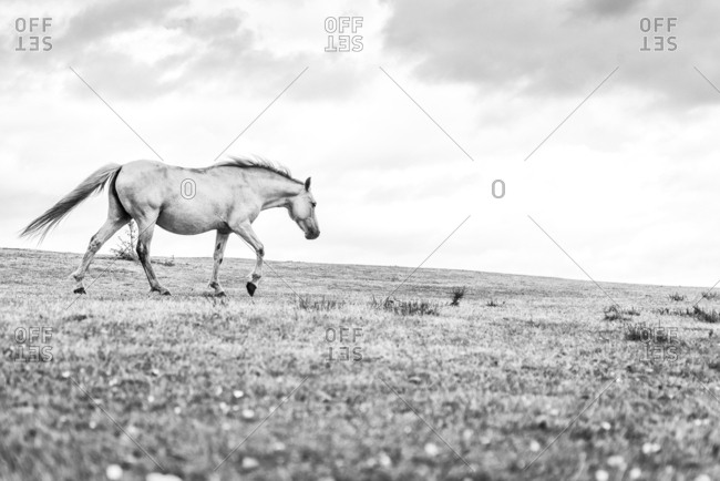 A black and white image of a white coloured horse walking on the grass in the New Forest National Park in Hampshire UK.