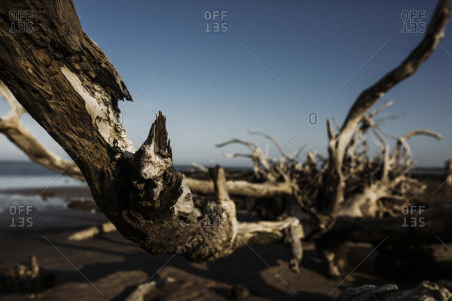 A piece of driftwood at Big Talbot State Park in Jacksonville, Florida