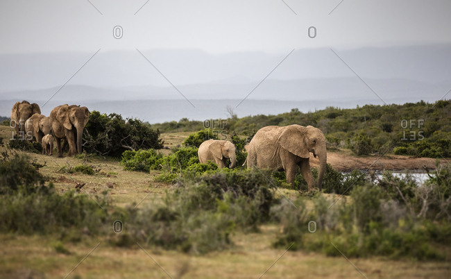 South Africa- Eastern- Cape- Addo Elephant National Park- african elephants- Loxodonta Africana