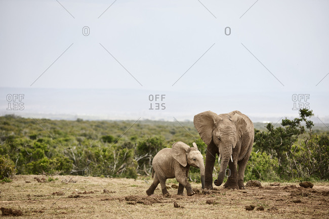 South Africa- Eastern- Cape- Addo Elephant National Park- african elephants- Loxodonta Africana