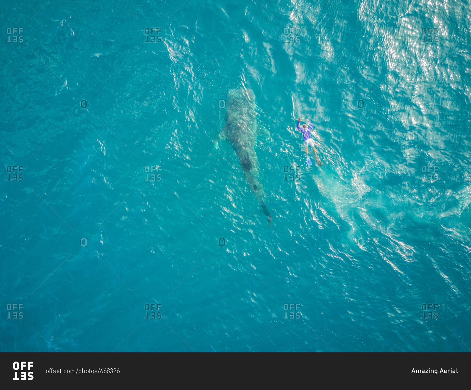 Aerial view of a man swimming with the Whale sharks on Mafia Island, Tanzania.