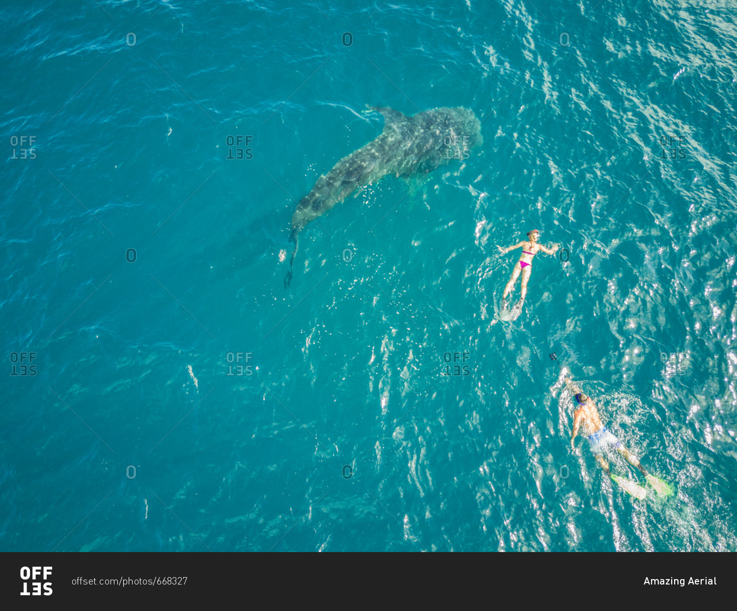 Aerial view of people swimming with the Whale sharks on Mafia Island, Tanzania.
