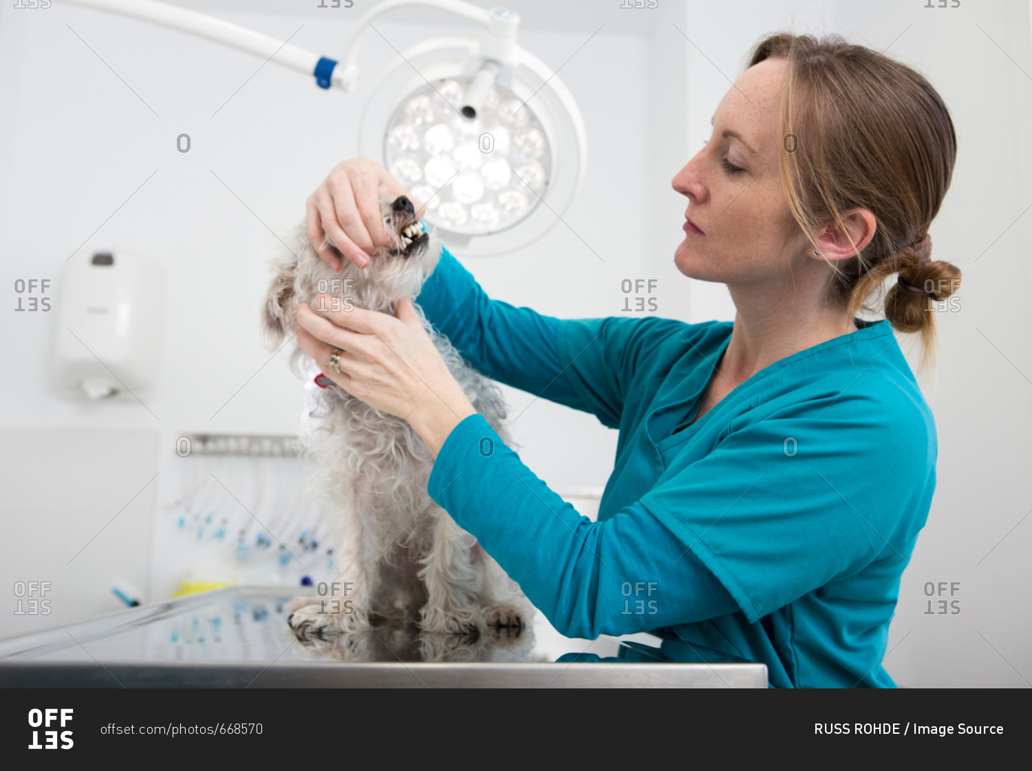Vet giving terrier poodle mixed breed dog dental checkup